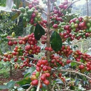 Organic Bali Coffee