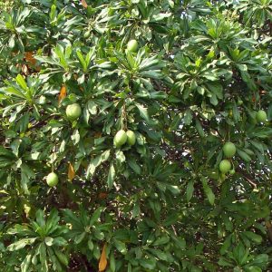 Your own Mango Tree in Bali!