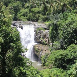 Best of Ubud: Waterfall, Rice Terraces & Monkey Forest